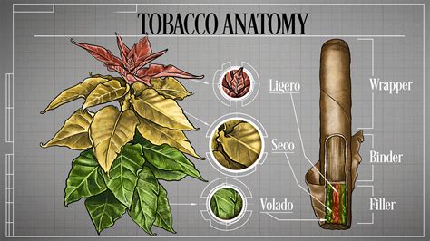 Tobacco 